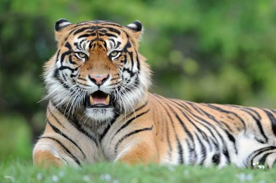 Miami Zoo tickets with transportation