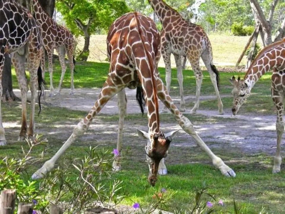 Miami Zoo tickets with transportation