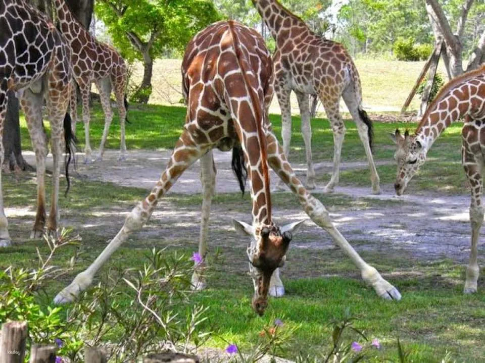 Miami Zoo tickets with transportation