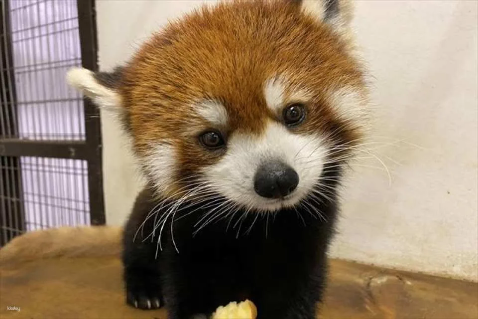 Osaka | Tennoji Zoo Tickets