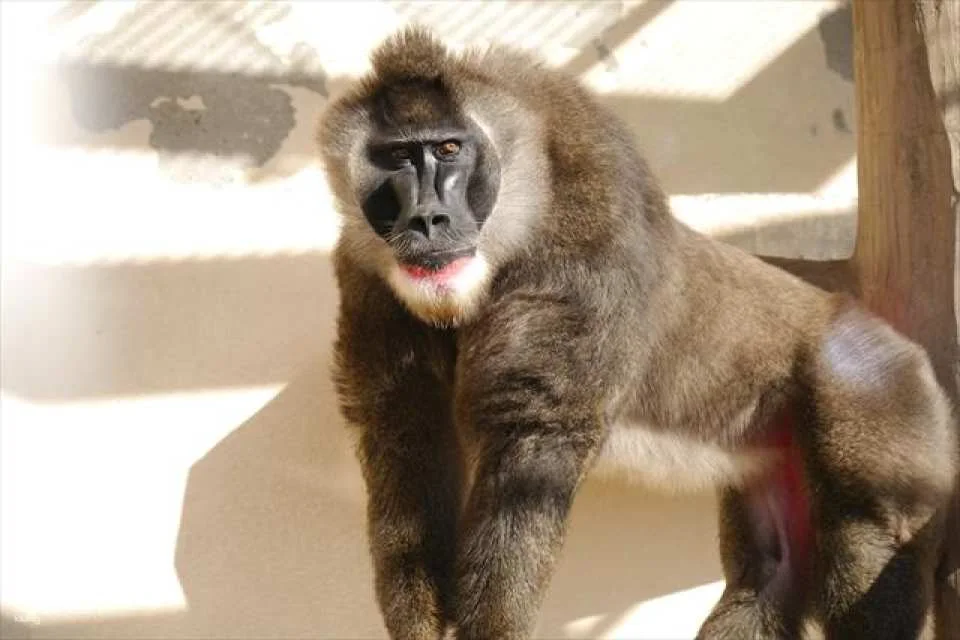 Osaka | Tennoji Zoo Tickets