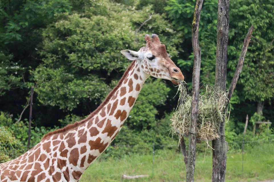 Osaka | Tennoji Zoo Tickets
