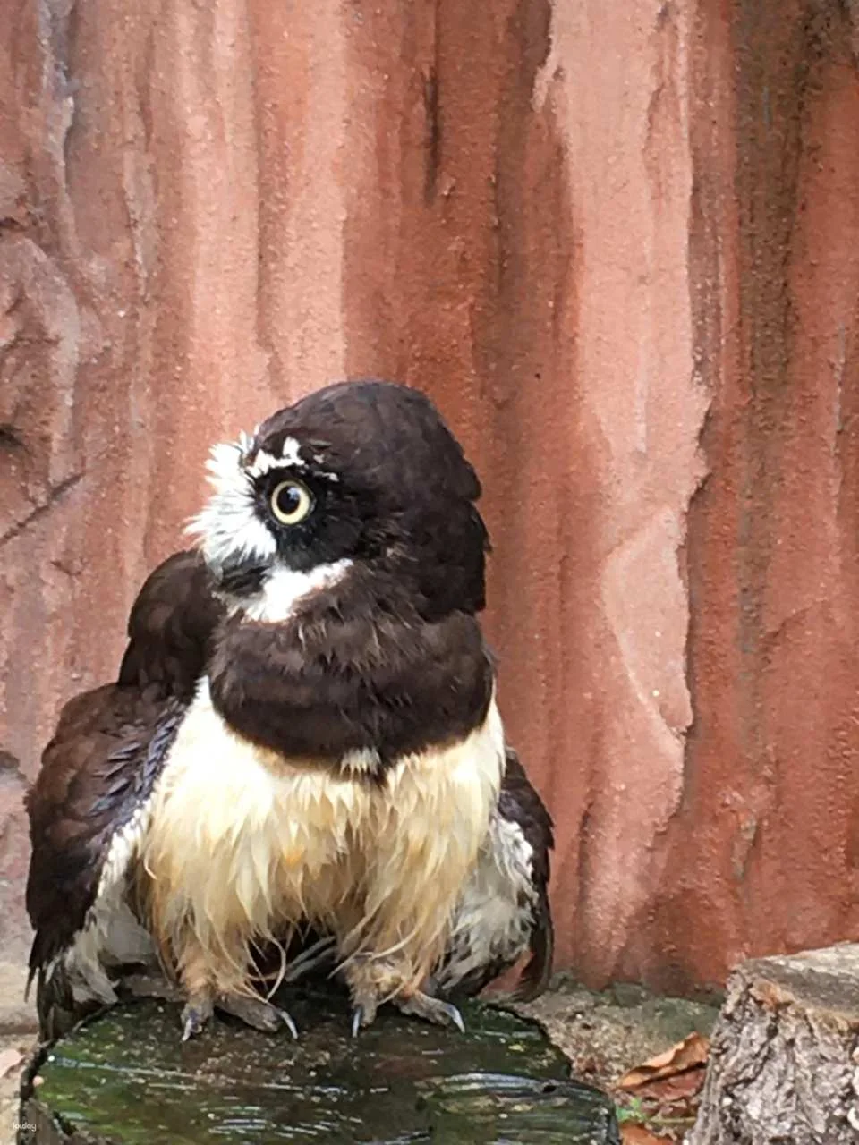 Osaka | Tennoji Zoo Tickets