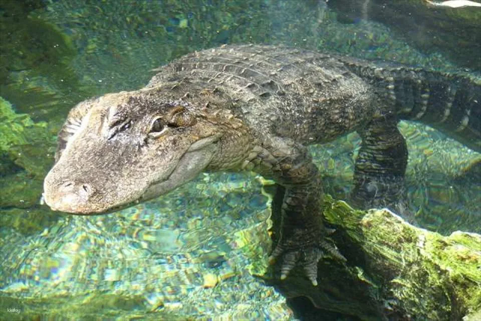 Osaka | Tennoji Zoo Tickets