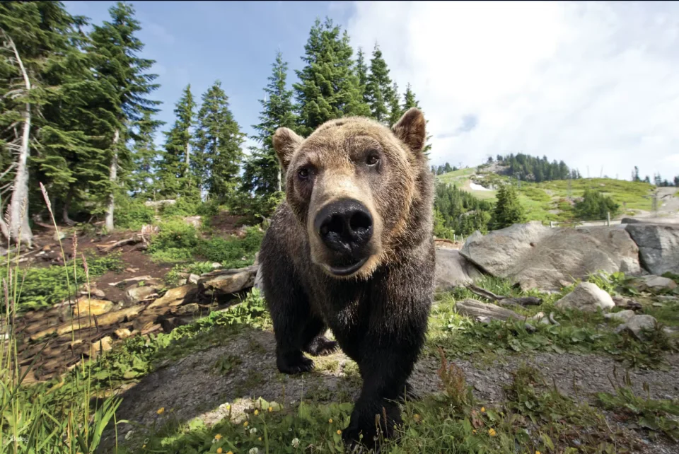 Grouse Mountain: Summer Entry Ticket + Free Downtown Shuttle | Vancouver