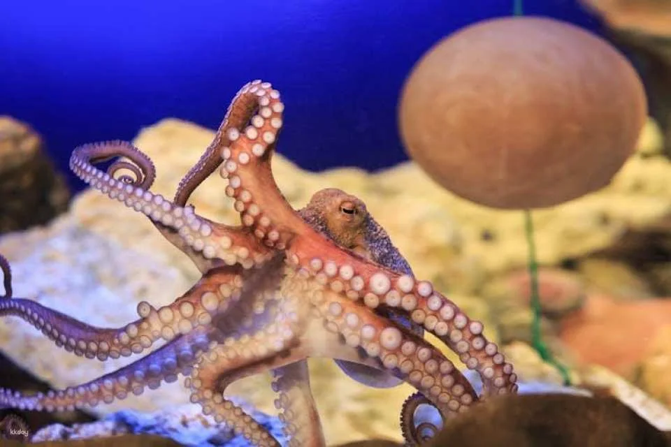 SEA LIFE Konstanz Tickets