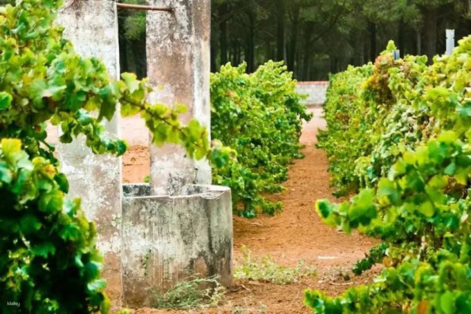 Winery tour and wine tasting in Chiclana de la Frontera in Cádiz