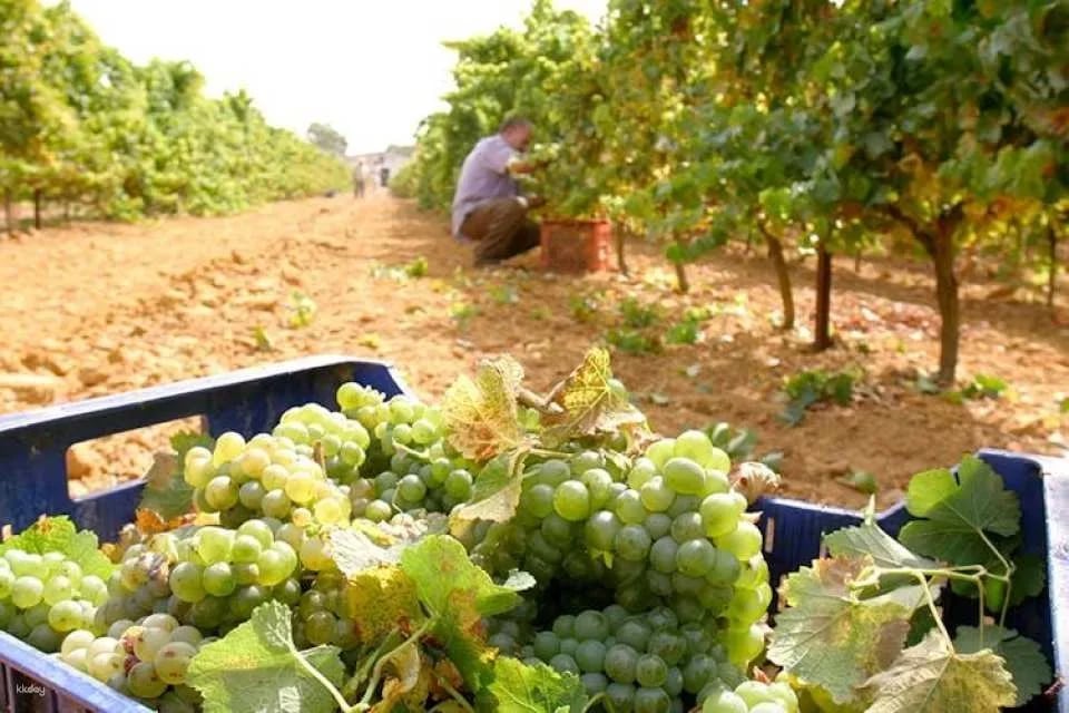 Winery tour and wine tasting in Chiclana de la Frontera in Cádiz