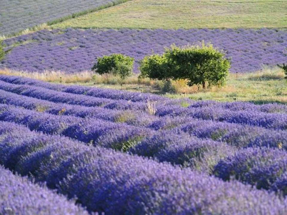 Retro side-car lavender fields & wine tour from Aix-en-Provence