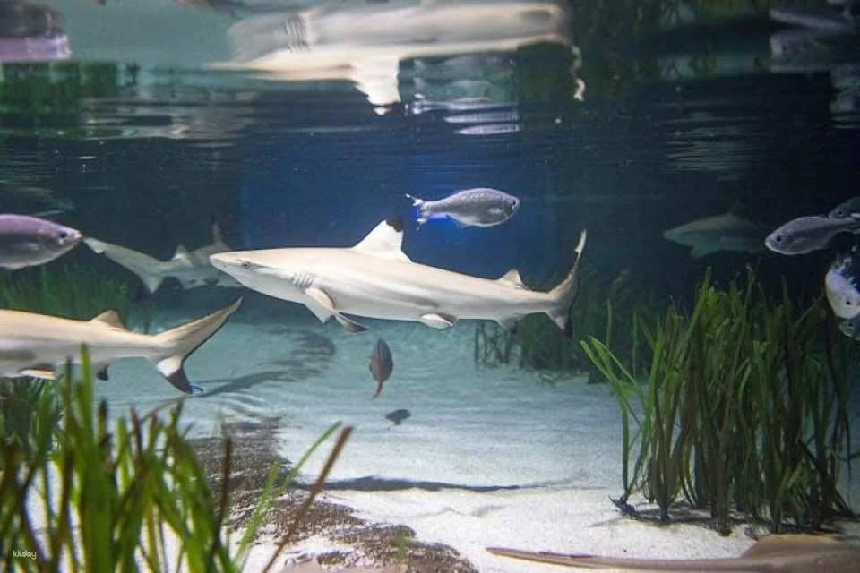 SEA LIFE Oberhausen tickets