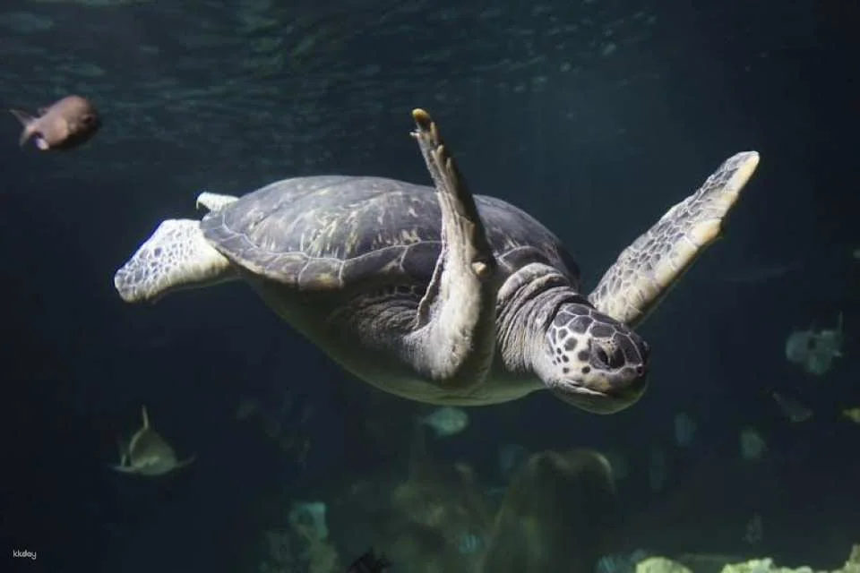 SEA LIFE Oberhausen tickets