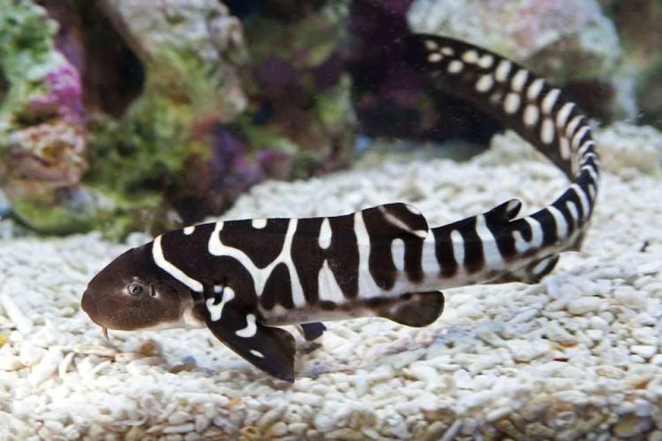 SEA LIFE Oberhausen tickets