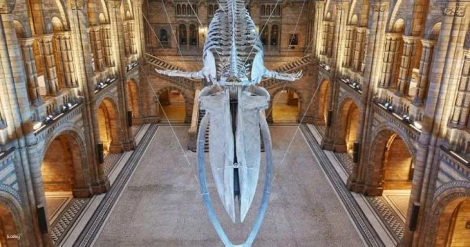 Natural History Museum of London guided tour