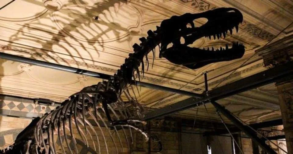 Natural History Museum of London guided tour