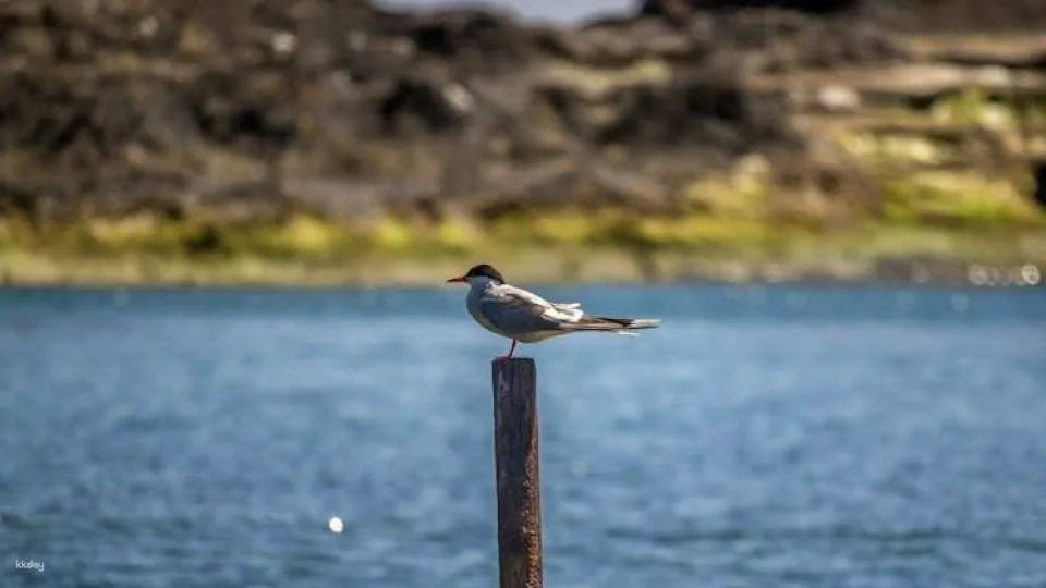 3-hour tour of Vila Franca do Campo's protected nature reserve