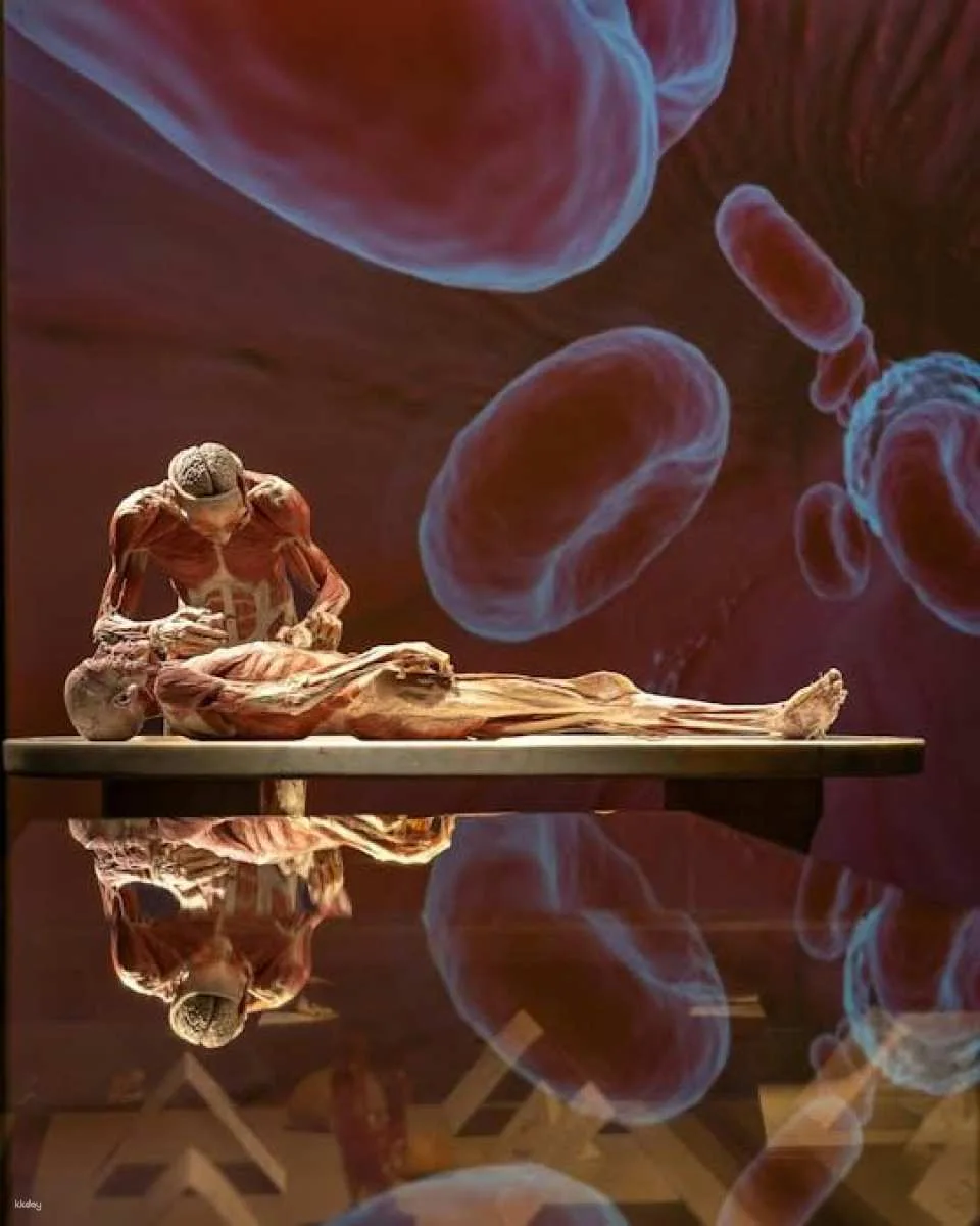 Body Worlds exhibition in Münster