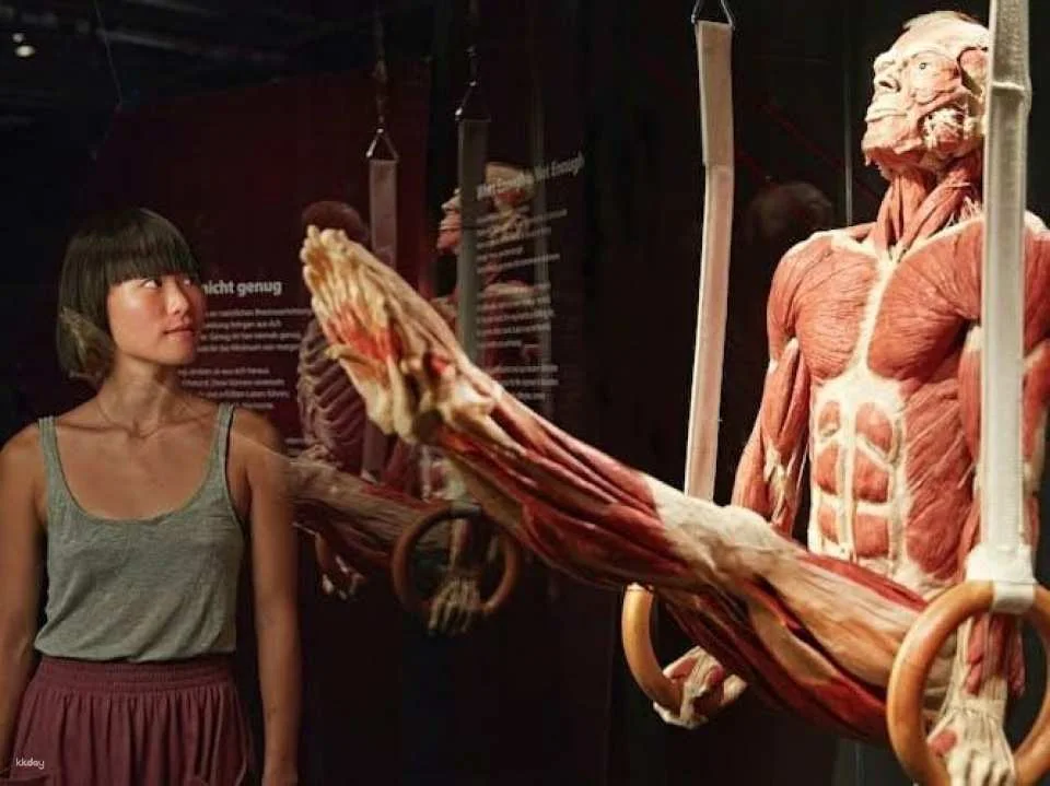 Body Worlds exhibition in Münster