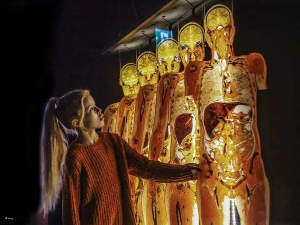 Body Worlds exhibition in Münster