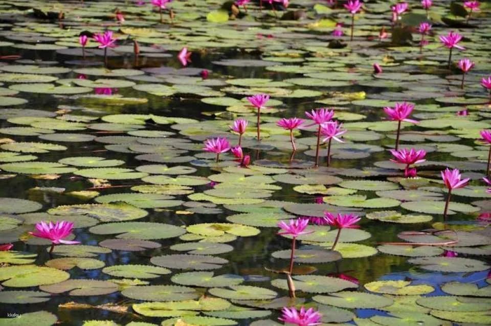 Full-Day Trip to Giverny and Claude Monet's House and Gardens from Paris