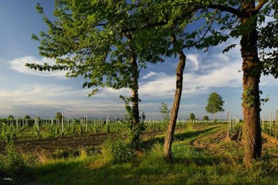 Ornella Bellia Winery Guided Tour with Tasting in Pramaggiore