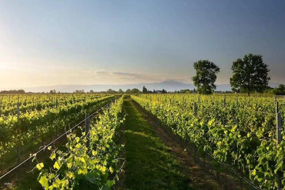 Ornella Bellia Winery Guided Tour with Tasting in Pramaggiore
