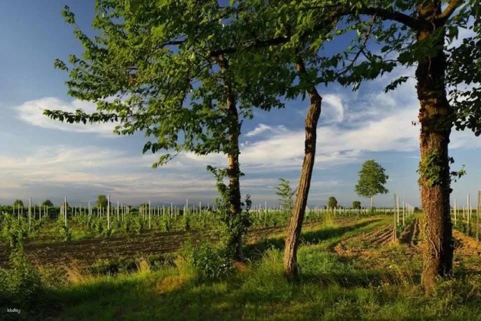 Ornella Bellia Winery Guided Tour with Tasting in Pramaggiore