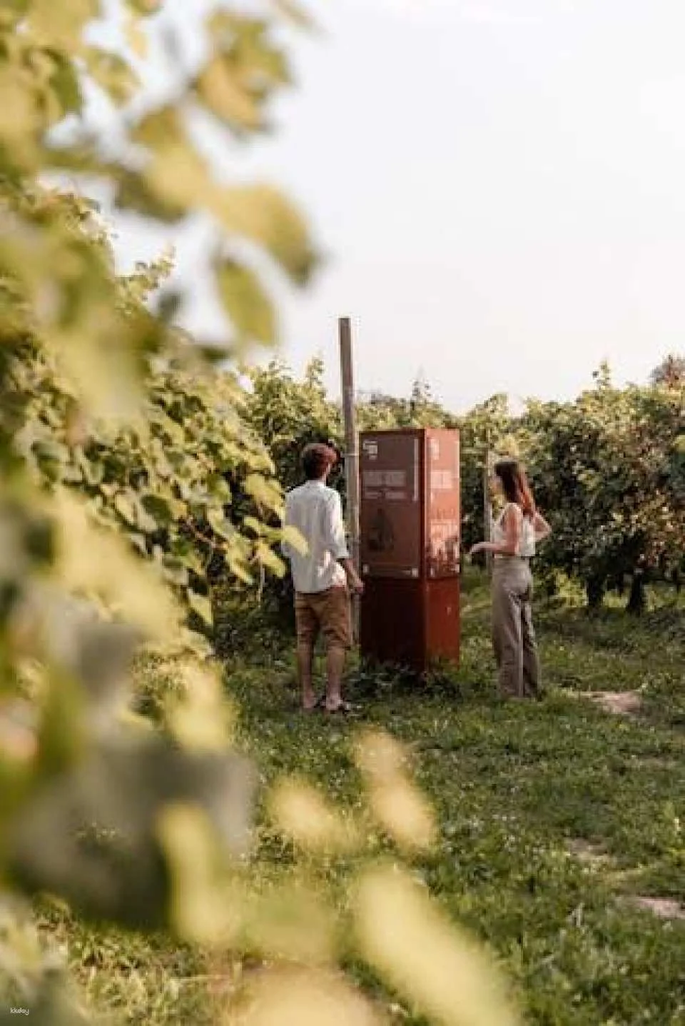 Wine Tasting Tour in Prosecco Hills in Veneto