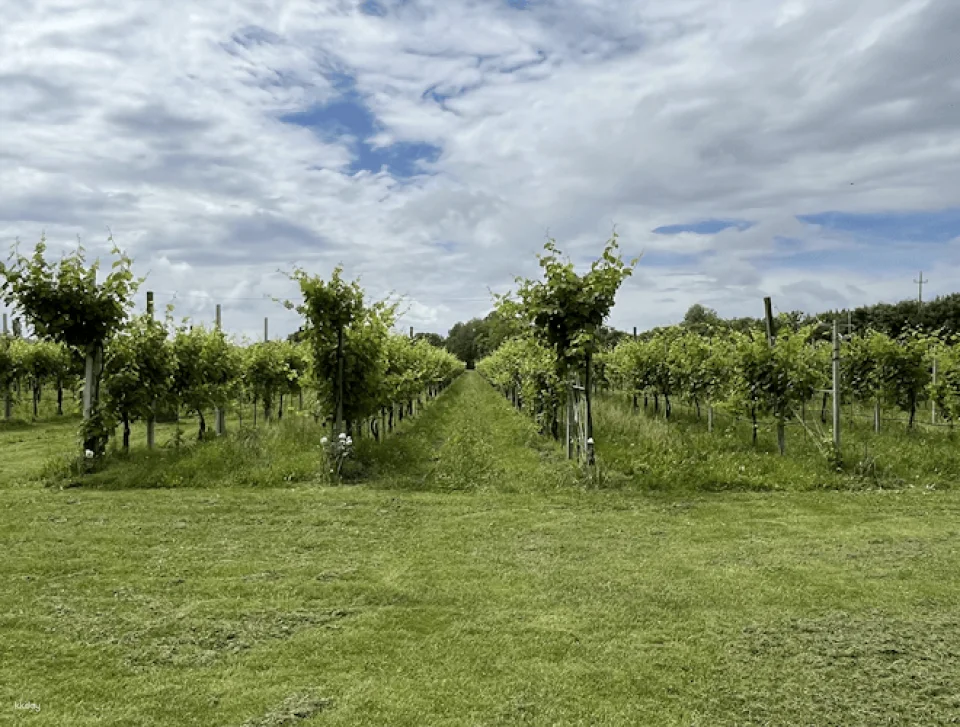 Wine Tasting Tour in Prosecco Hills in Veneto