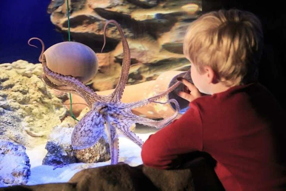 Entrance tickets to discover Hannover Sea Life Aquarium