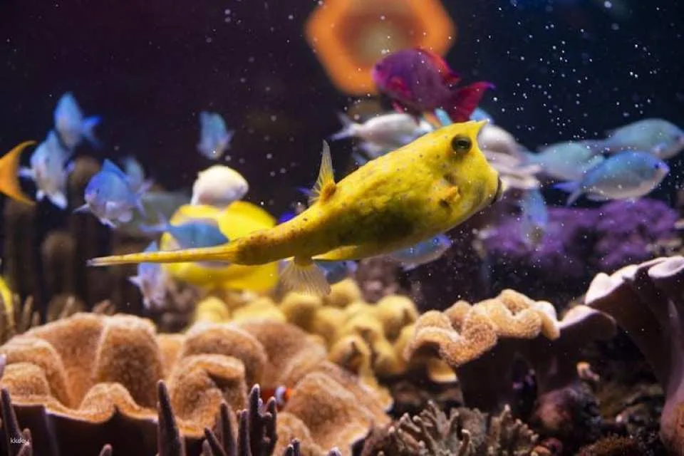 Entrance tickets to discover Hannover Sea Life Aquarium