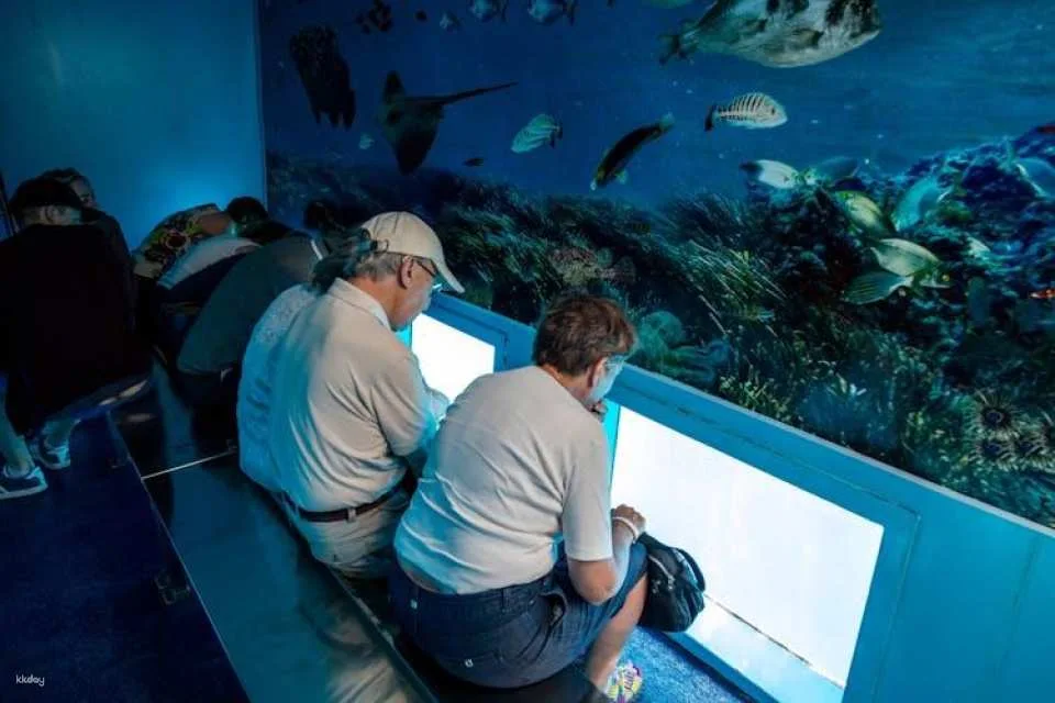 Mahon Harbour glass-bottom boat tour
