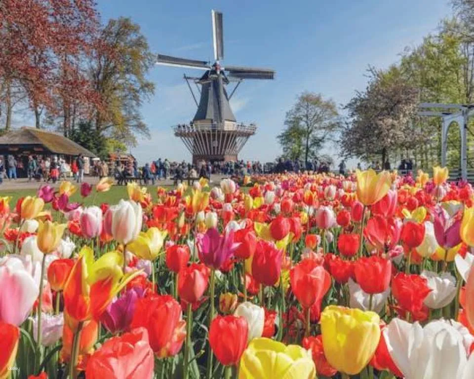 Tour from Amsterdam to the windmill village Zaanse Schans and Keukenhof (603181)