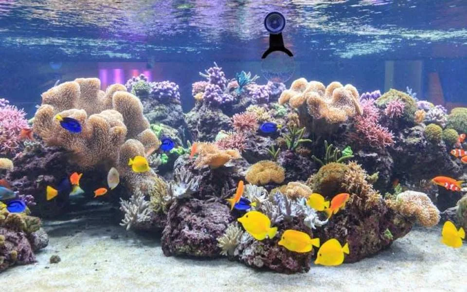 Entrance tickets to discover Speyer Sea Life aquarium