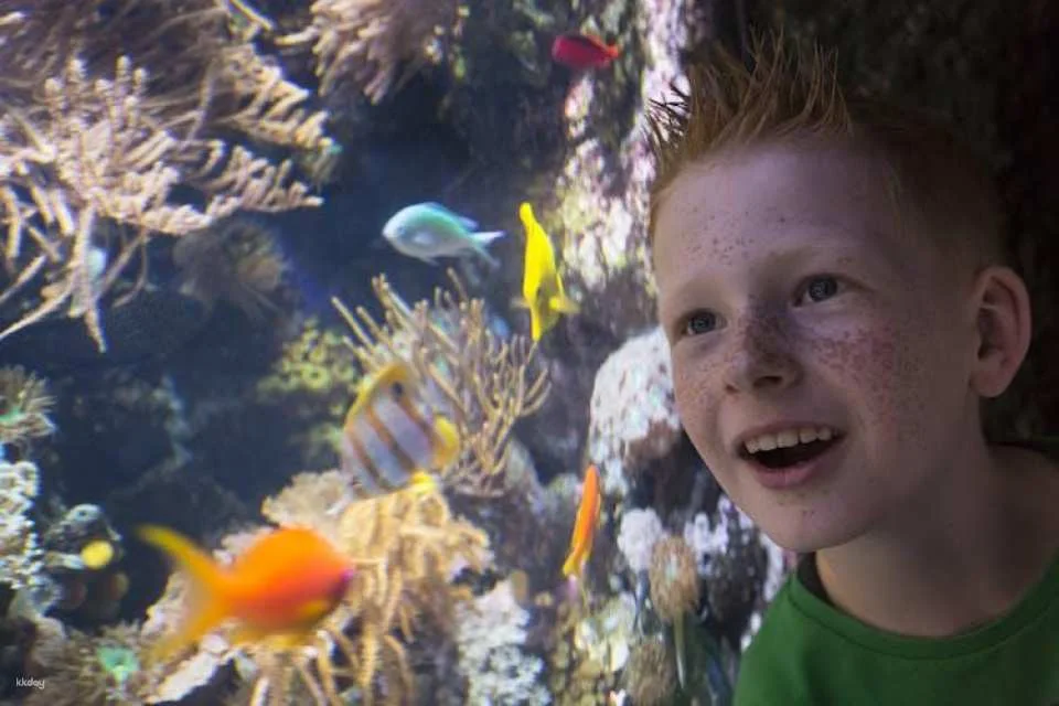Entrance tickets to discover Speyer Sea Life aquarium