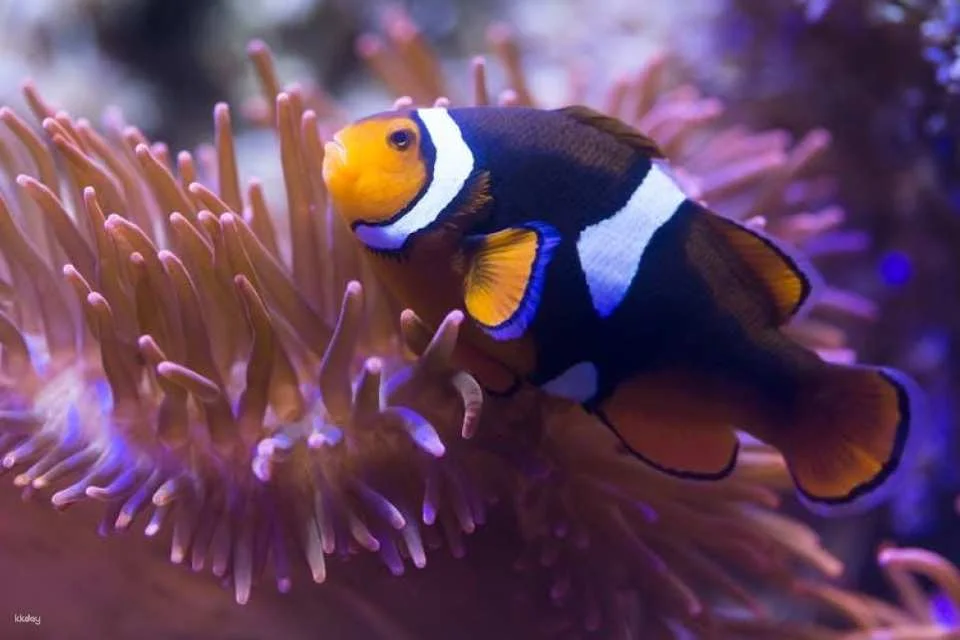 Entrance tickets to discover Speyer Sea Life aquarium
