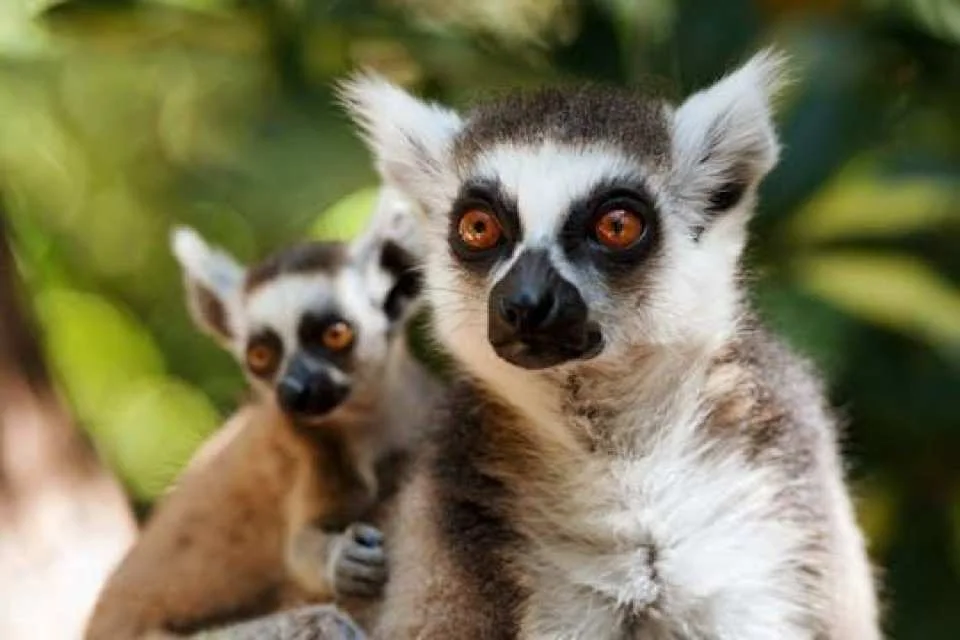 Oasis Wildlife Fuerteventura ticket and visit to the lemurs (603291)