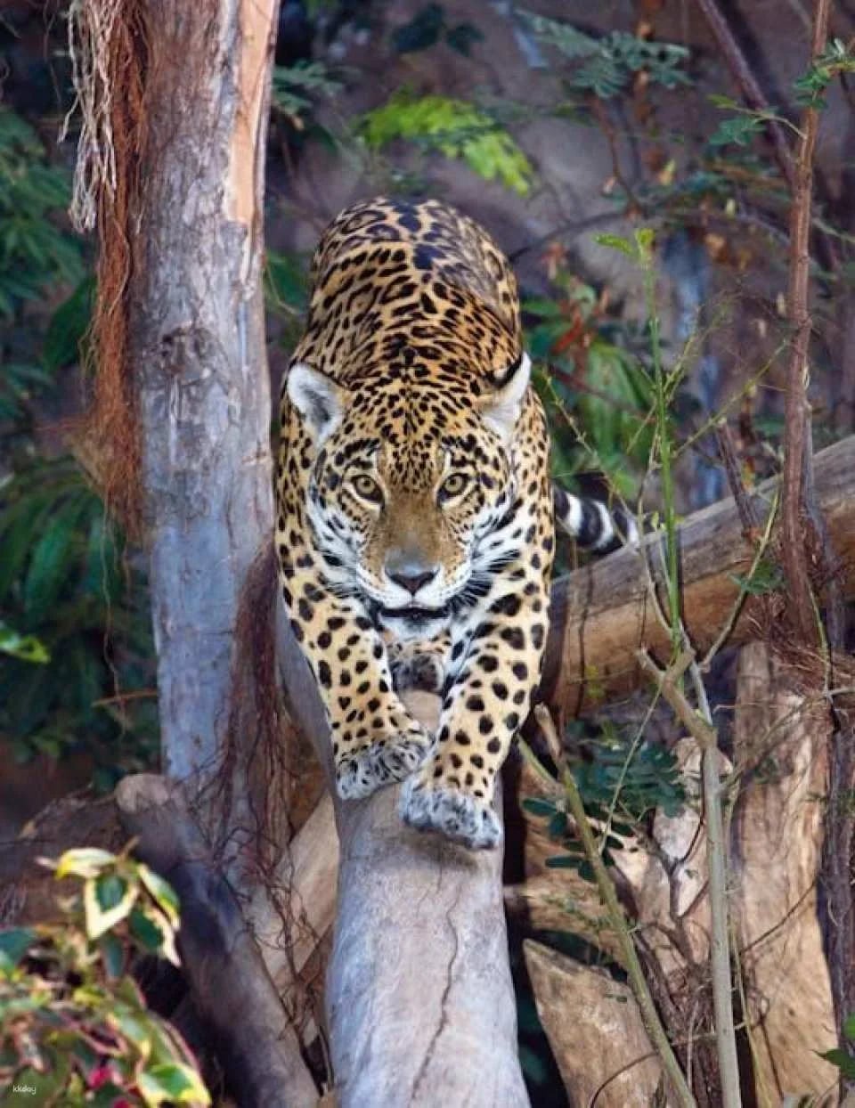 Exclusive Loro Parque or Puerto de la Cruz round-trip transfer
