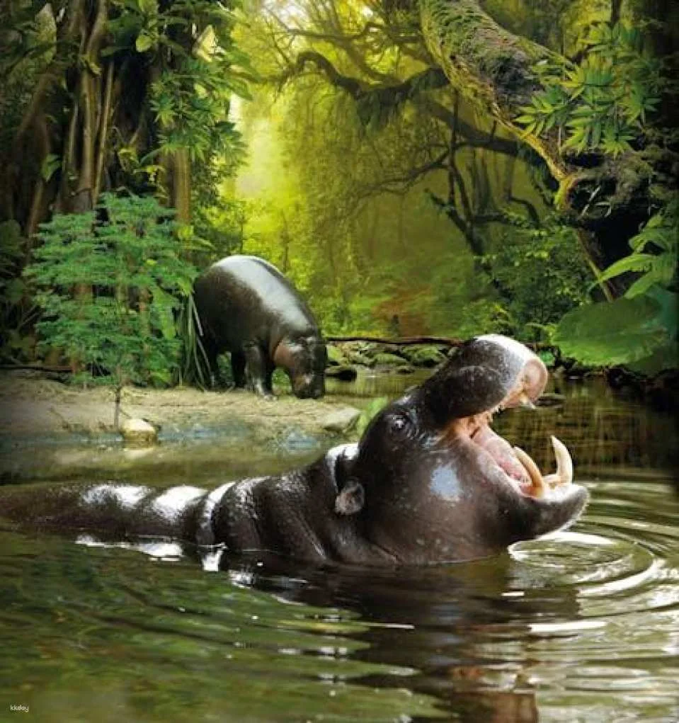 Exclusive Loro Parque or Puerto de la Cruz round-trip transfer