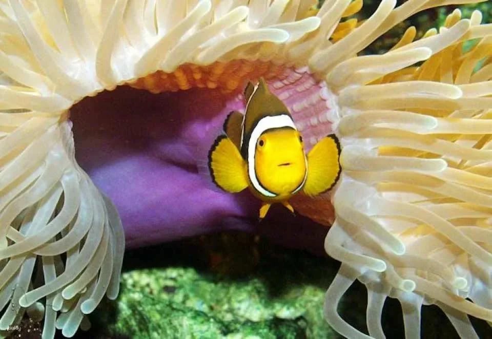 Entrance tickets to Timmendorfer Sea Life aquarium