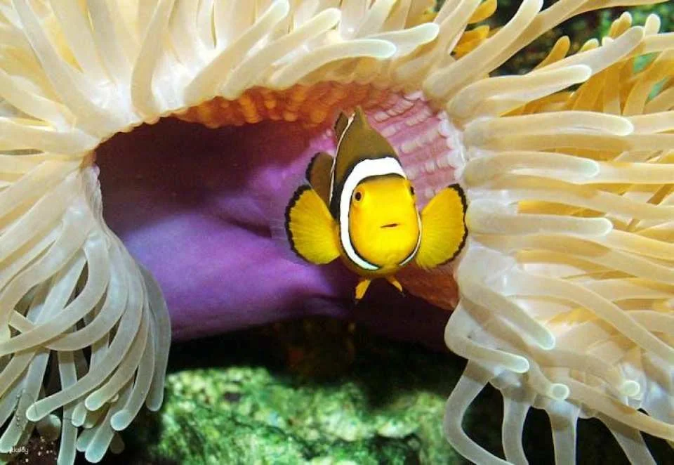Entrance tickets to Timmendorfer Sea Life aquarium