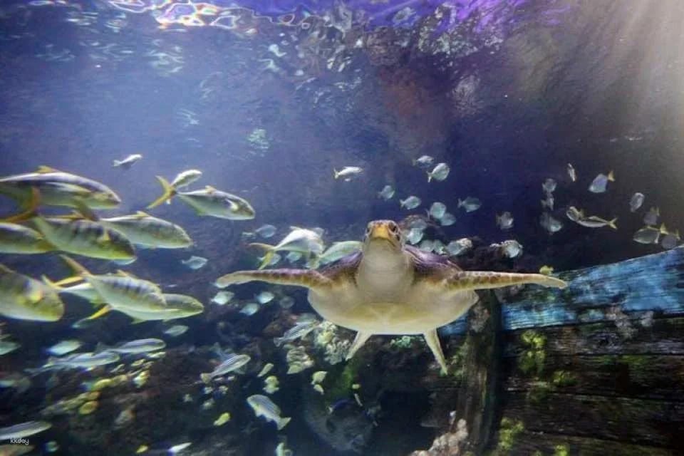 Entrance tickets to Timmendorfer Sea Life aquarium