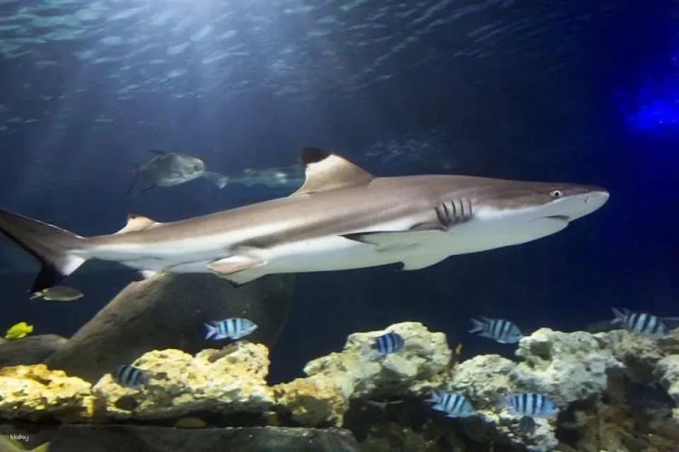 Entrance tickets to Timmendorfer Sea Life aquarium