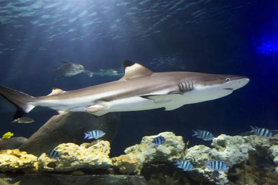 Entrance tickets to Timmendorfer Sea Life aquarium