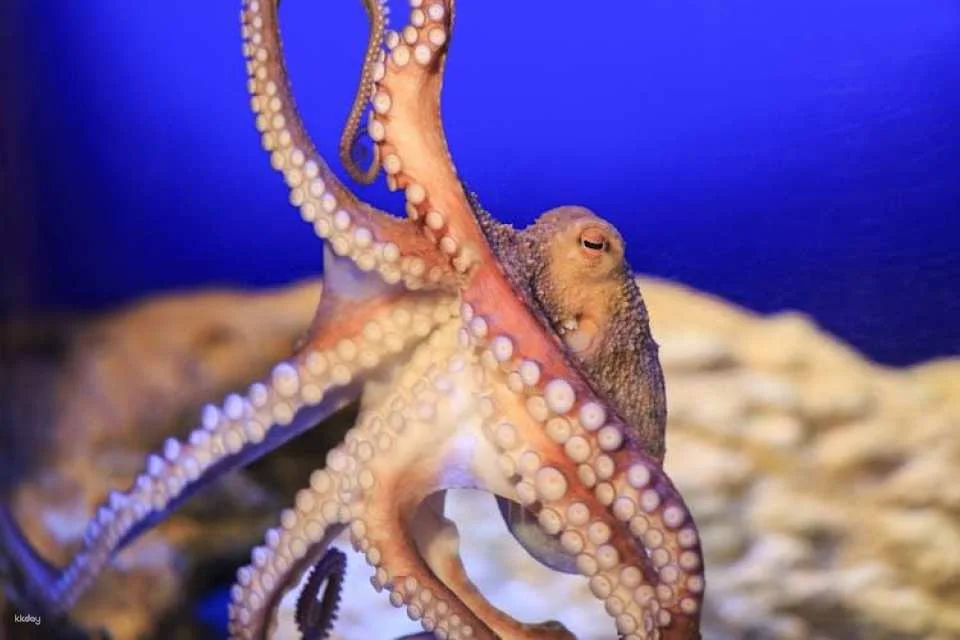 Entrance tickets to Timmendorfer Sea Life aquarium