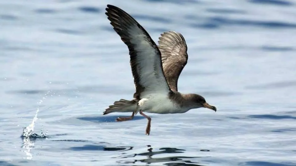 3-hour marine birdwatching expedition from Vila Franca do Campo