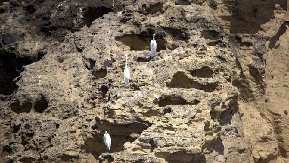 3-hour marine birdwatching expedition from Vila Franca do Campo
