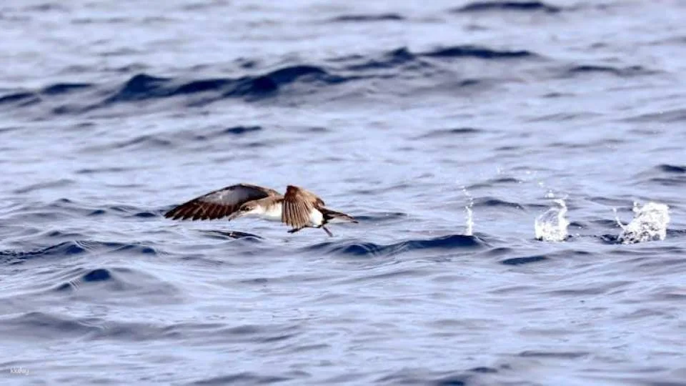 3-hour marine birdwatching expedition from Vila Franca do Campo