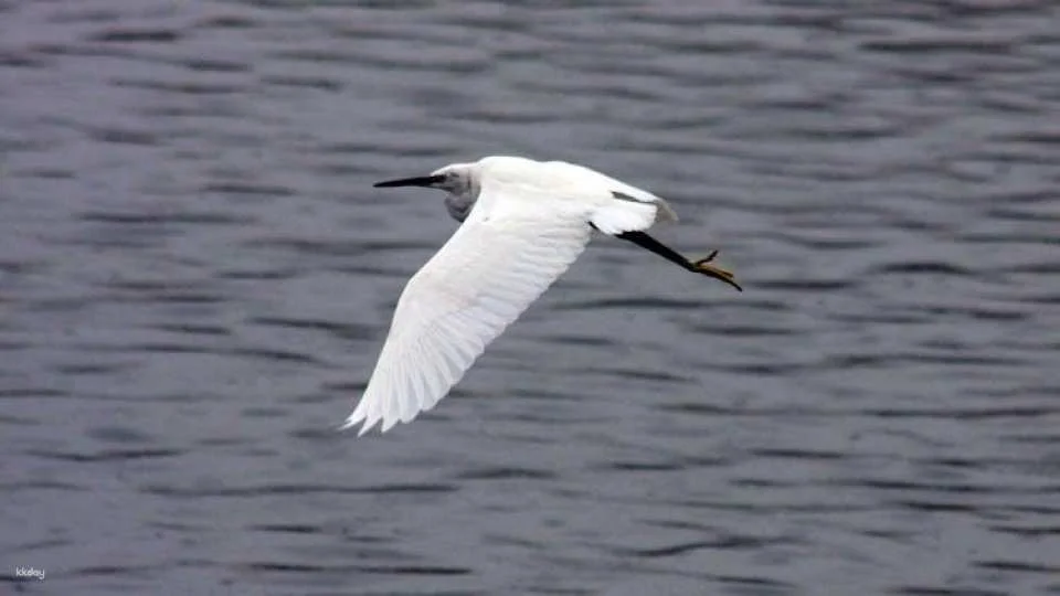 3-hour marine birdwatching expedition from Vila Franca do Campo