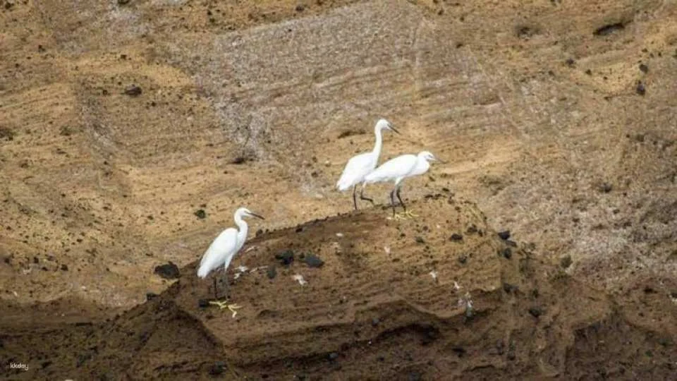 3-hour marine birdwatching expedition from Vila Franca do Campo