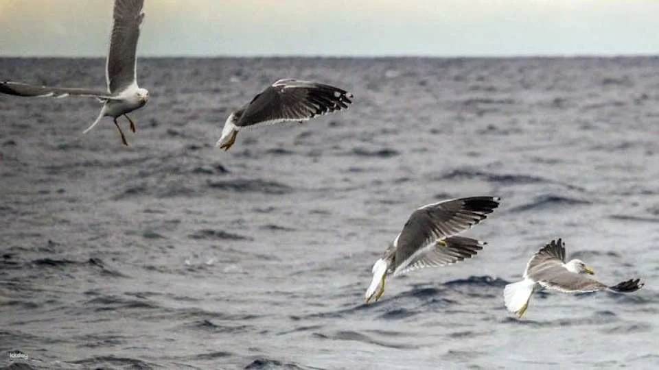 3-hour marine birdwatching expedition from Vila Franca do Campo